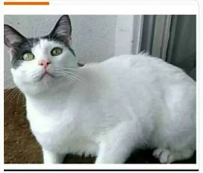 Gato ra a Srd idade 2 anos nome JOHN