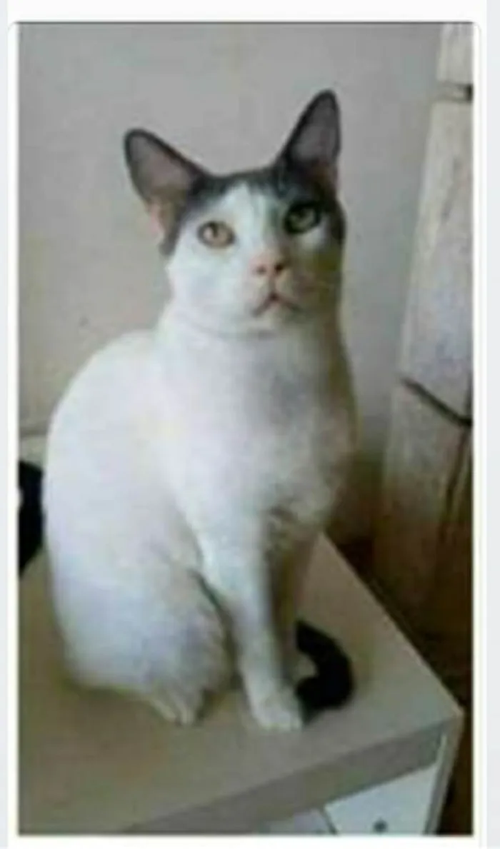Gato ra a Srd idade 2 anos nome JOHN