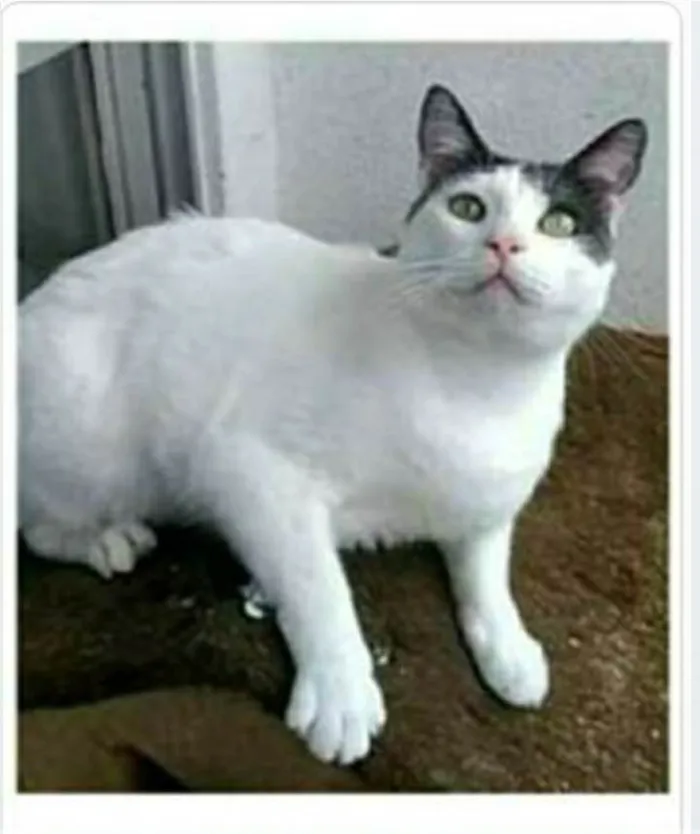 Gato ra a Srd idade 2 anos nome JOHN