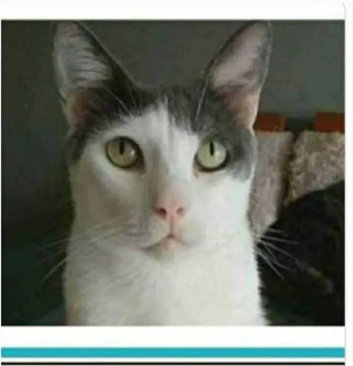 Gato ra a Srd idade 2 anos nome JOHN
