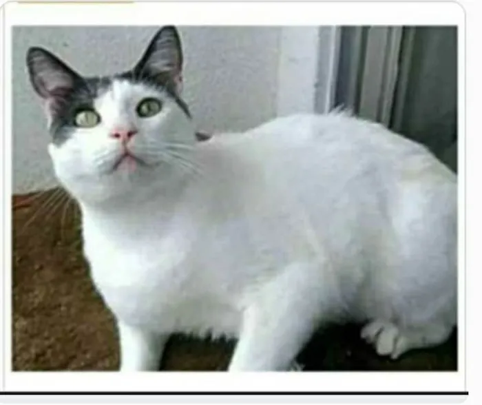Gato ra a Srd idade 2 anos nome JOHN