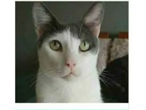 Gato raça Srd idade 2 anos nome JOHN