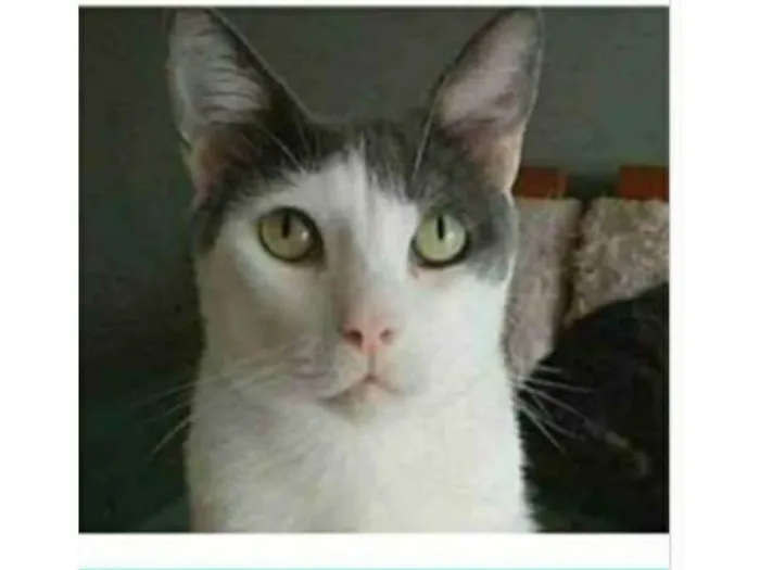 Gato ra a Srd idade 2 anos nome JOHN