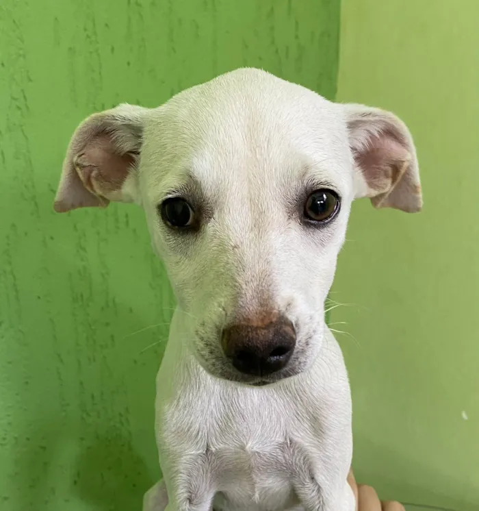 Cachorro raça SRD-ViraLata idade 2 a 6 meses nome Floquinha 