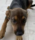 Caju