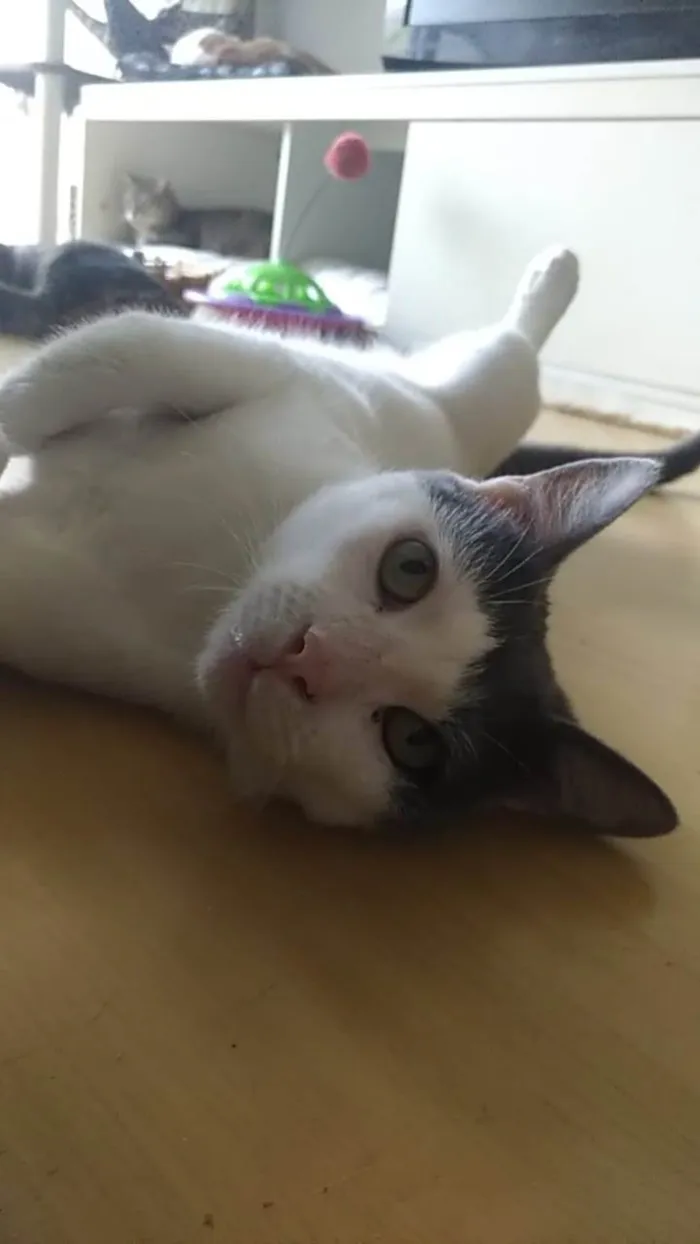Gato ra a Srd idade 2 anos nome JOHN