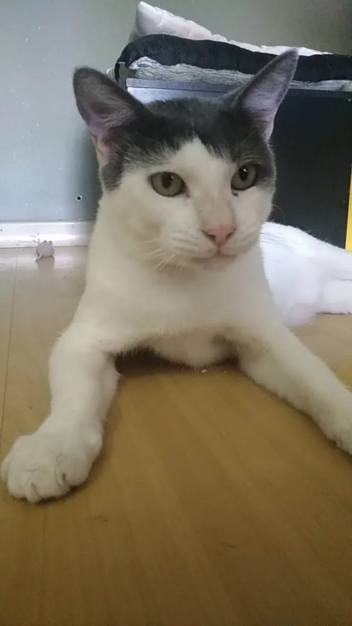 Gato ra a Srd idade 2 anos nome JOHN