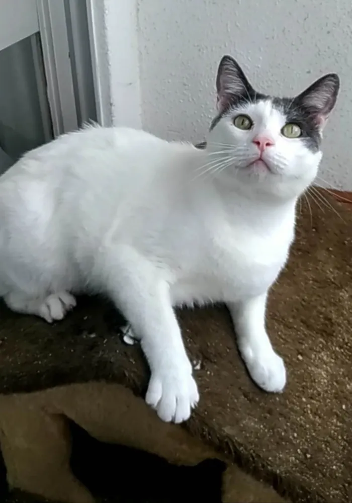 Gato ra a Srd idade 2 anos nome JOHN
