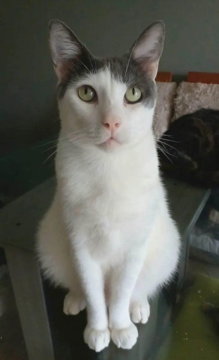 Gato ra a Srd idade 2 anos nome JOHN