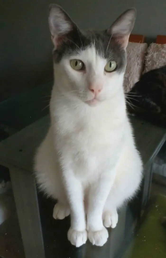 Gato ra a Srd idade 2 anos nome JOHN