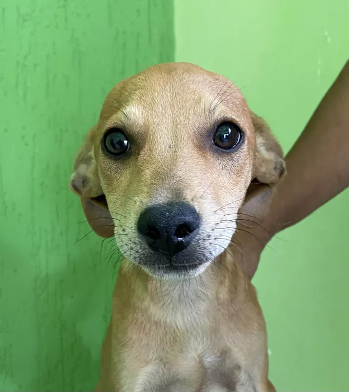 Cachorro raça SRD-ViraLata idade 2 a 6 meses nome Picolé 