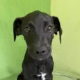 Foguinho 