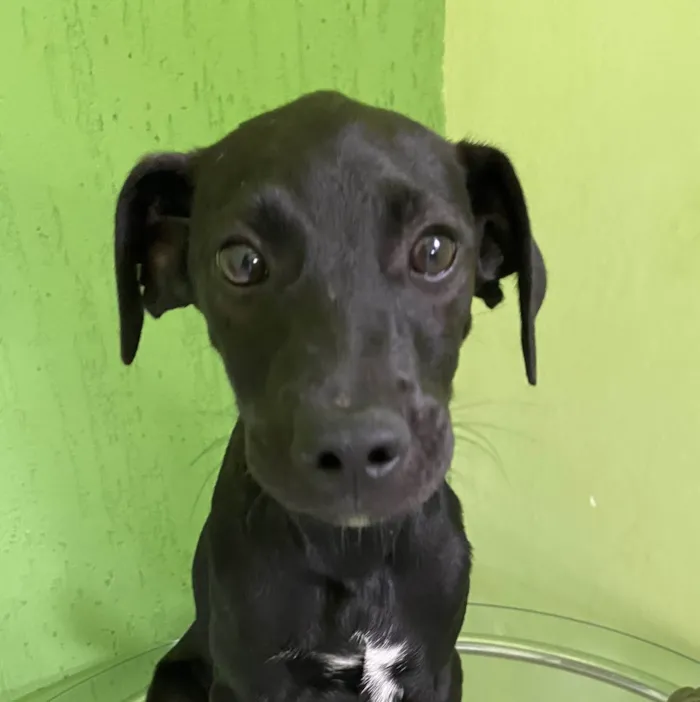 Cachorro raça SRD-ViraLata idade 2 a 6 meses nome Foguinho 