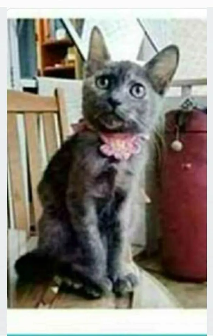 Gato ra a srd escaminha  idade 7 a 11 meses nome MARIA