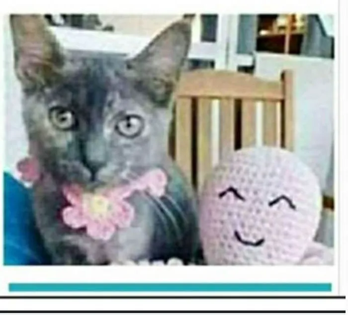 Gato ra a srd escaminha  idade 7 a 11 meses nome MARIA