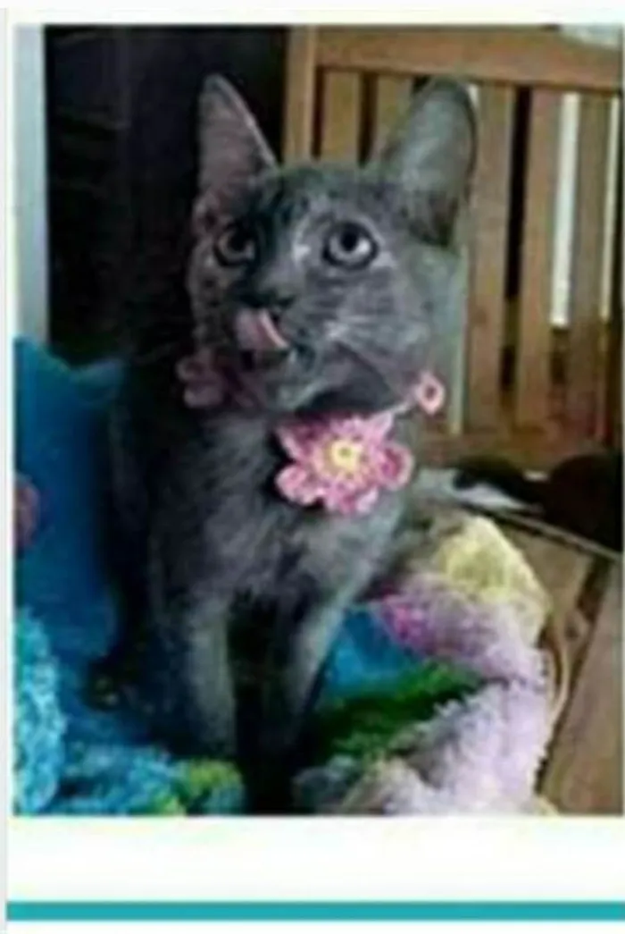 Gato ra a srd escaminha  idade 7 a 11 meses nome MARIA