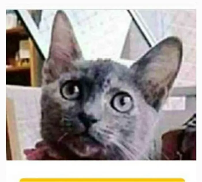 Gato ra a srd escaminha  idade 7 a 11 meses nome MARIA