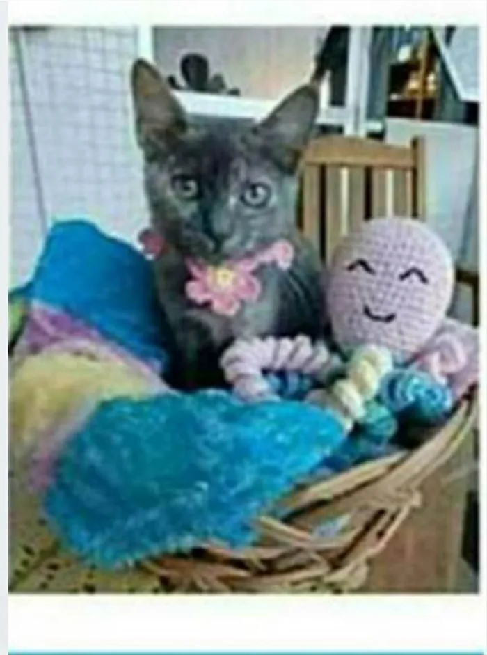 Gato ra a srd escaminha  idade 7 a 11 meses nome MARIA