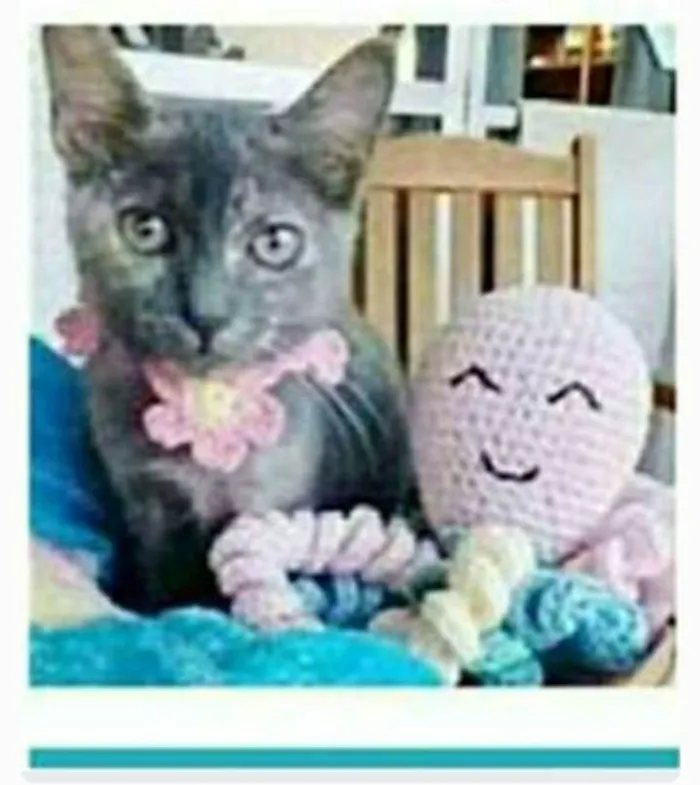 Gato ra a srd escaminha  idade 7 a 11 meses nome MARIA