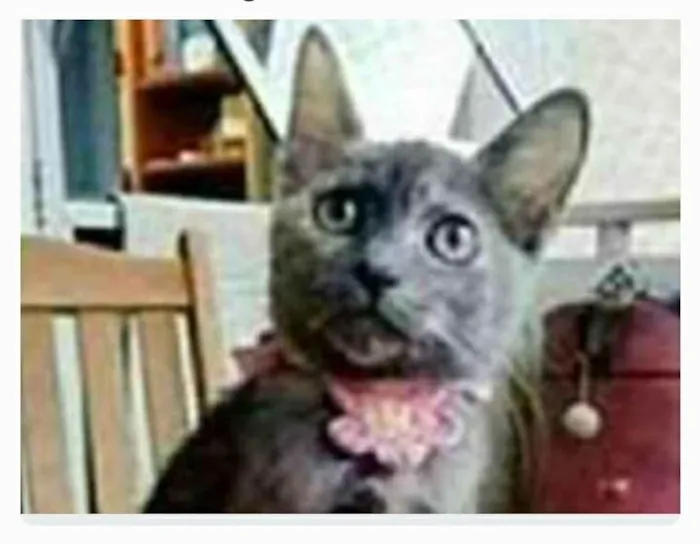 Gato ra a srd escaminha  idade 7 a 11 meses nome MARIA