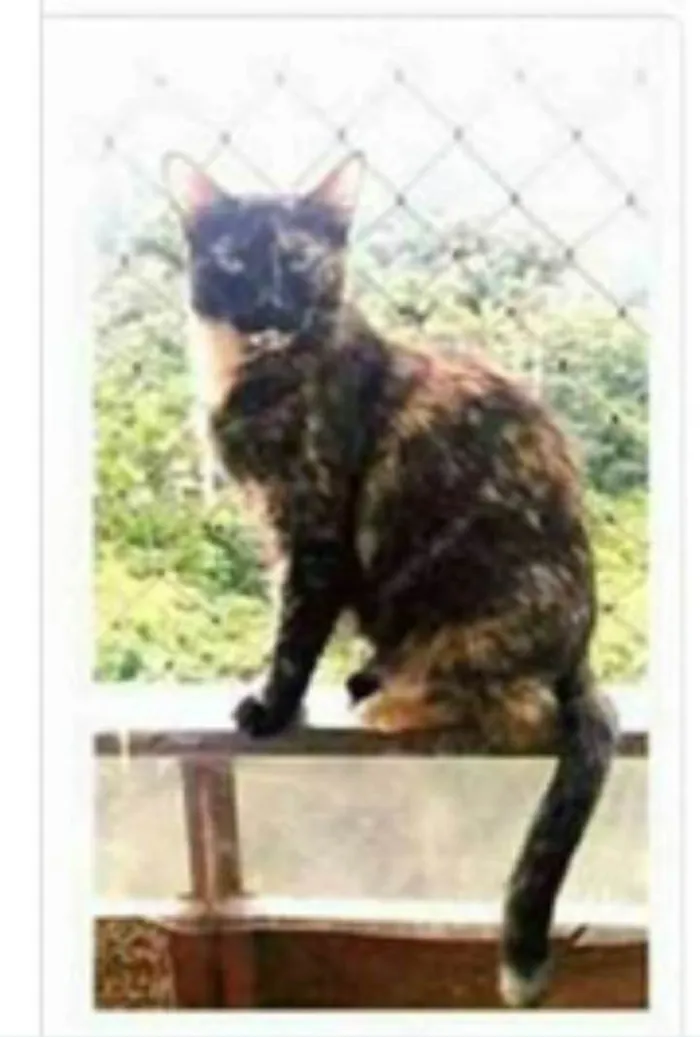 Gato ra a srd escaminha  idade 2 anos nome MEG