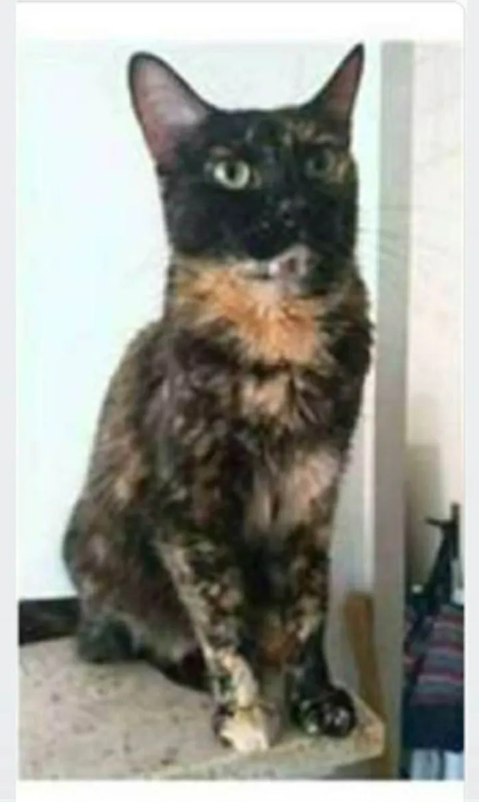 Gato ra a srd escaminha  idade 2 anos nome MEG