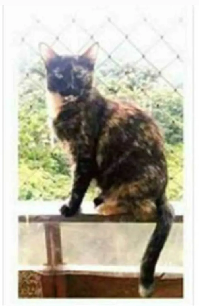 Gato ra a srd escaminha  idade 2 anos nome MEG