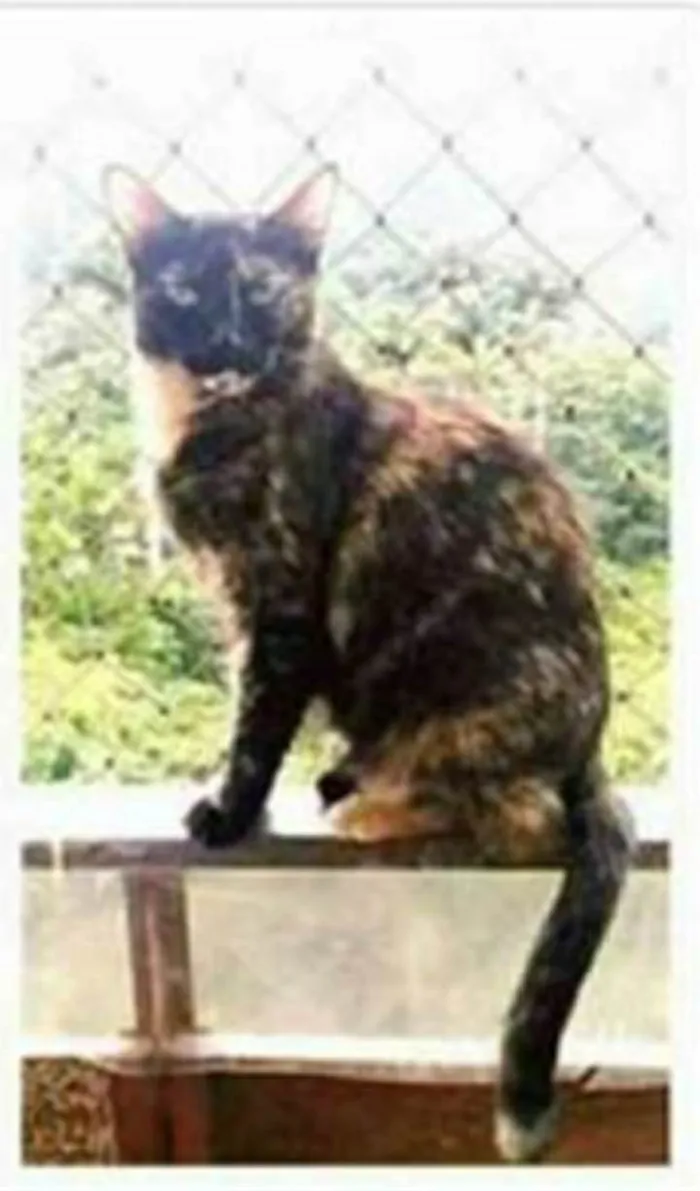 Gato ra a srd escaminha  idade 2 anos nome MEG