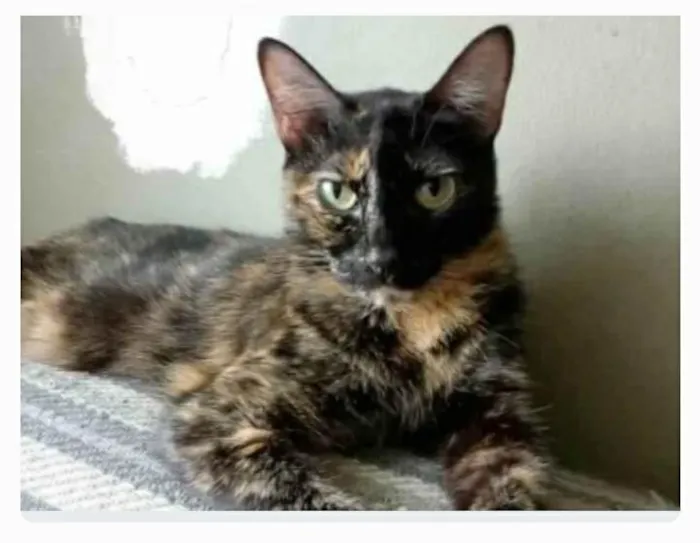 Gato ra a srd escaminha  idade 2 anos nome MEG