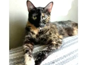 Gato raça srd escaminha  idade 2 anos nome MEG