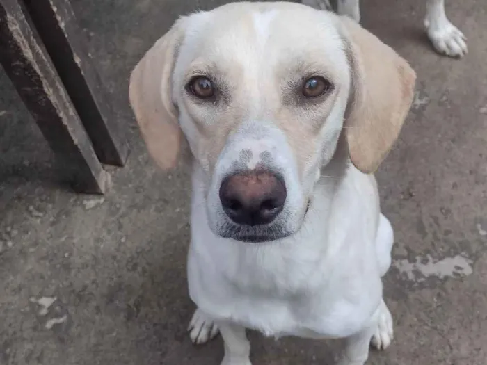 Cachorro ra a SRD-ViraLata idade 1 ano nome Mel