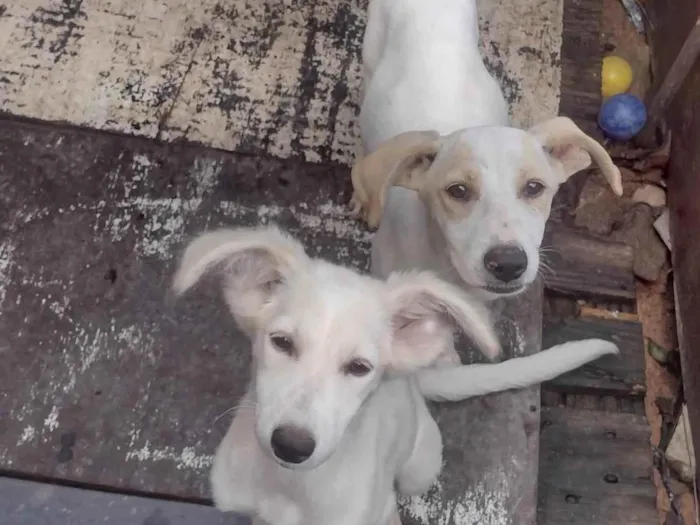 Cachorro ra a SRD-ViraLata idade 2 a 6 meses nome Amora e pimentinha