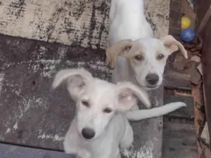 Cachorro raça SRD-ViraLata idade 2 a 6 meses nome Amora e pimentinha