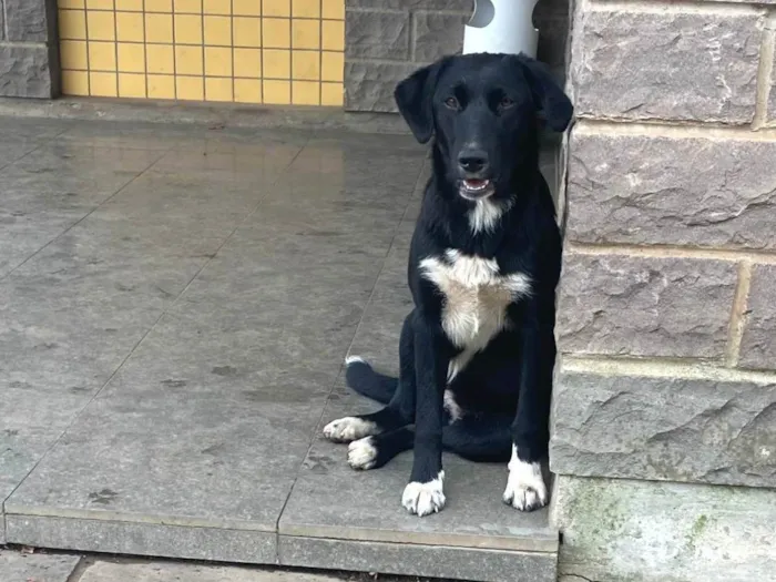 Cachorro ra a SRD-ViraLata idade 7 a 11 meses nome Luva