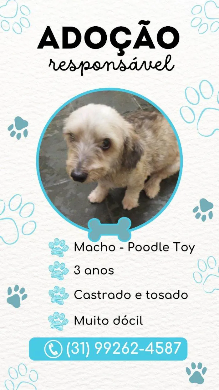 Cachorro ra a Poodle Toy idade 3 anos nome .