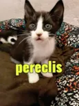 Pereclis