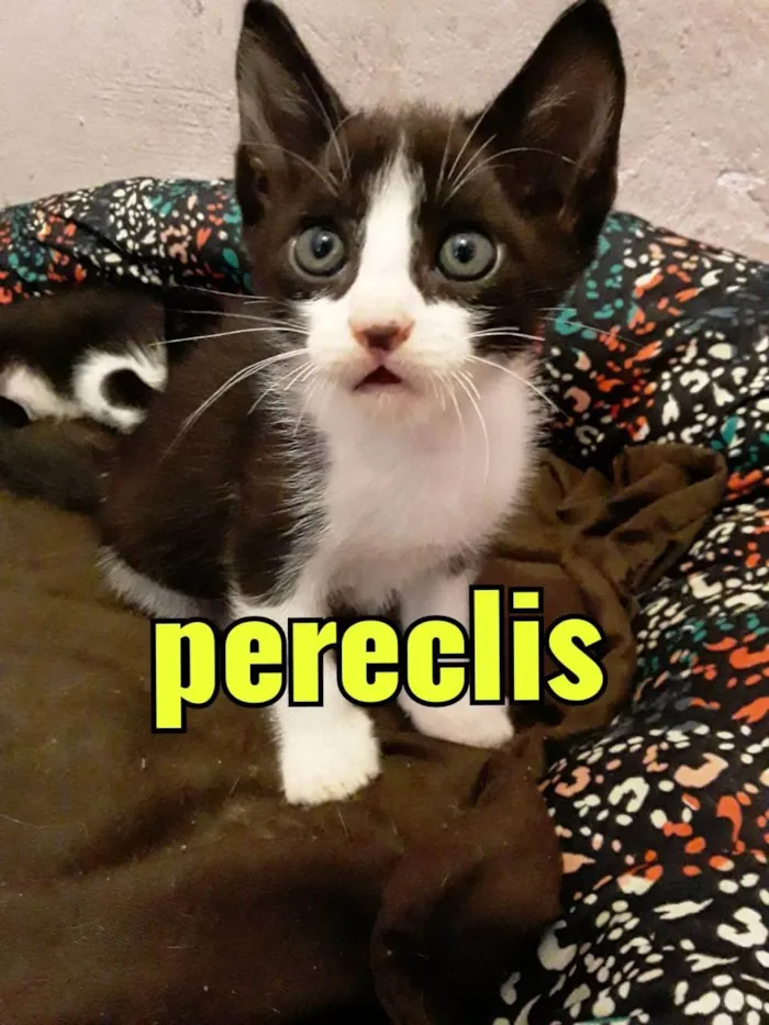 Gato ra a frajola idade 2 a 6 meses nome Pereclis