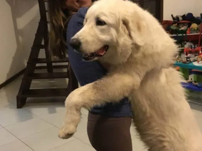 Cachorro ra a Pastor Maremano Abruzês idade 5 anos nome Diego