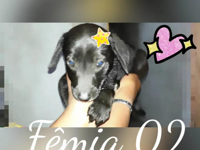 Cachorro ra a SRD-ViraLata idade 2 a 6 meses nome Safira e Sakira