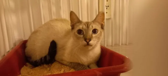 Gato raça SRD idade 1 ano nome BLUE