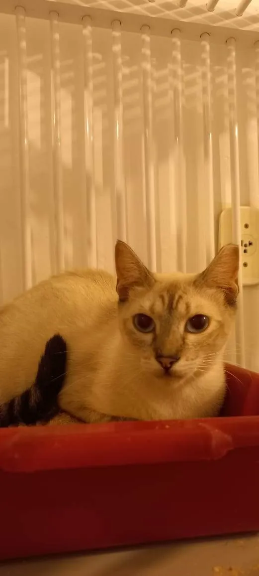 Gato raça SRD idade 1 ano nome BLUE