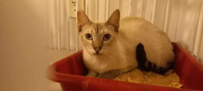 Gato raça SRD idade 1 ano nome BLUE