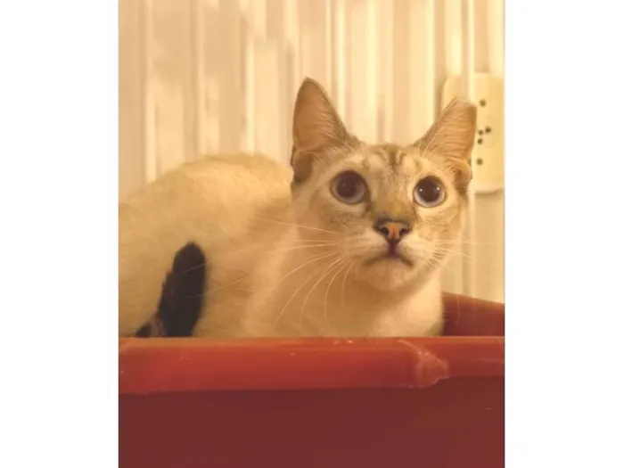 Gato raça SRD idade 1 ano nome BLUE