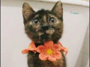 Gato raça srd escaminha  idade 2 a 6 meses nome CACAU