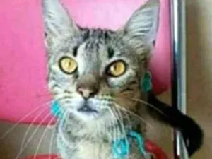Gato raça srd tigradinha  idade 7 a 11 meses nome NINA