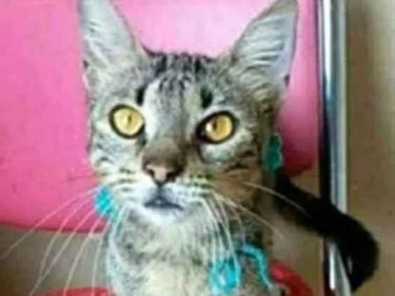 Gato ra a srd tigradinha  idade 7 a 11 meses nome NINA