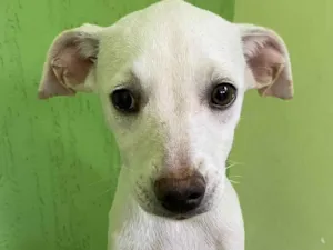 Cachorro raça SRD-ViraLata idade 2 a 6 meses nome Floquinha 