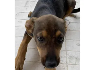 Cachorro raça SRD-ViraLata idade 2 a 6 meses nome Caju