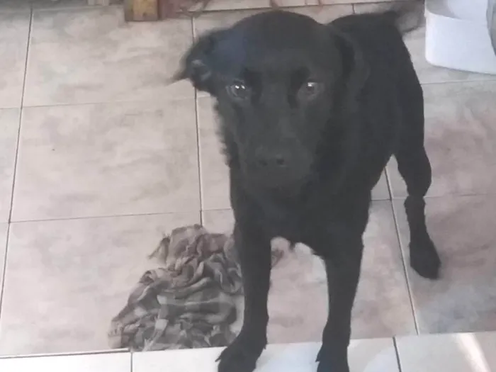 Cachorro ra a SRD-ViraLata idade 1 ano nome Anúbis 