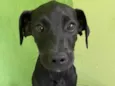 Foguinho 
